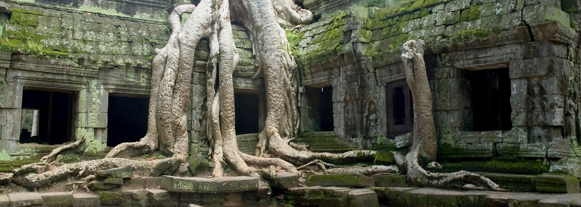 Banyan tree roots at Ta Prohm Temple, Angkor Wat, Cambodia 