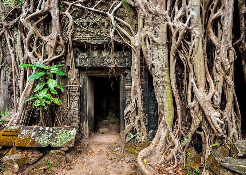 Ancient ruins of Ta Prohm temple
