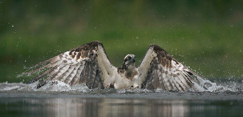 Osprey swooping into the water of Loch an Eilein in Scotland — © Helen Webb