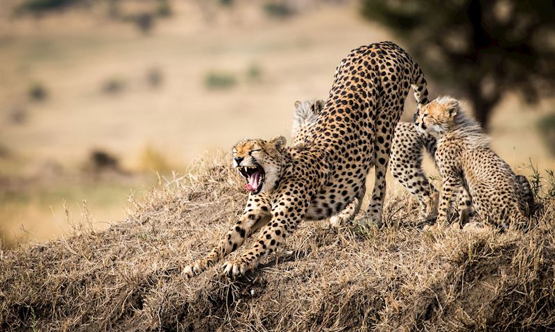 Cheetah family sighting in Tanzania’s Serengeti National Park — © Mark Wardle