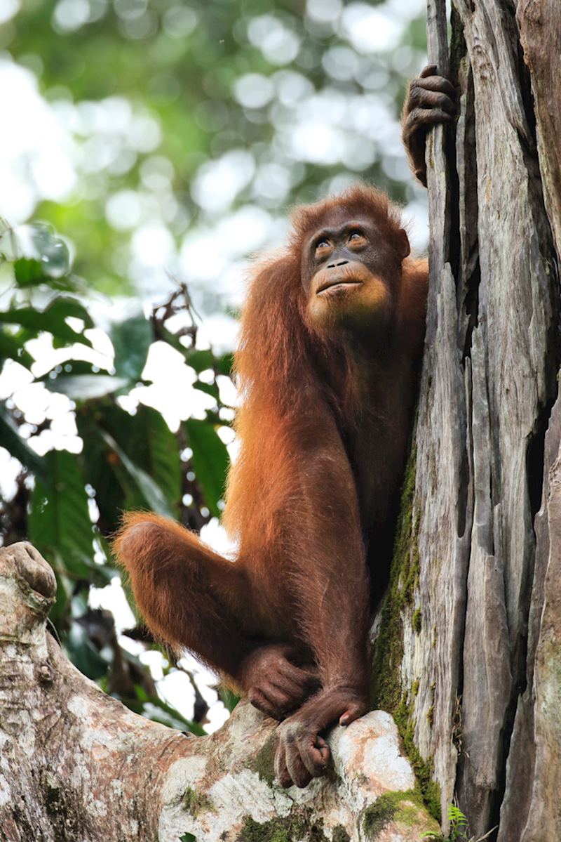 Orangutan at the Sepilok Rehabilitation Centre in Borneo — © Christopher Hawes