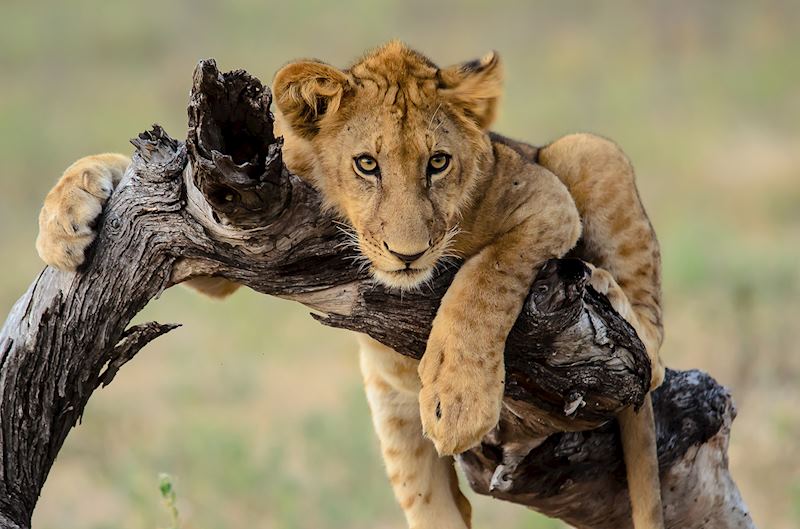 ‘The poser’ lion cub on a fallen branch in Tanzania’s Selous Game Reserve — © John Platt