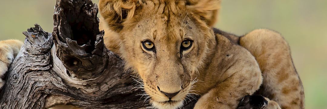 #AudleySafari winner — © John Platt