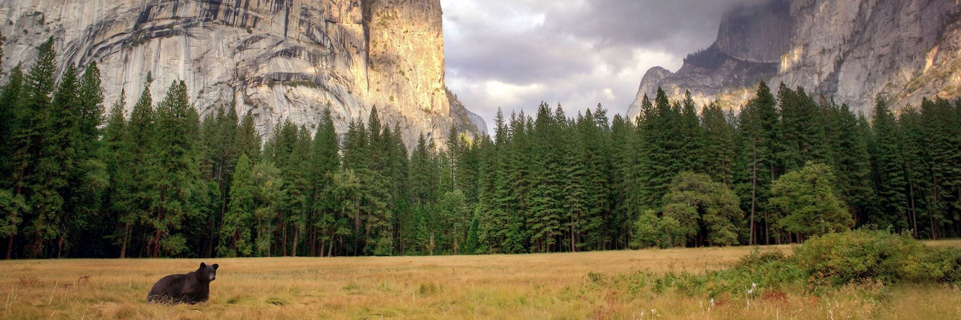 Black bear in Yosemite National Park