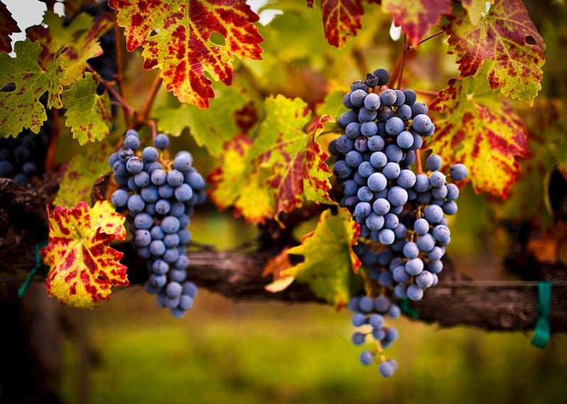 Vines, Napa Valley