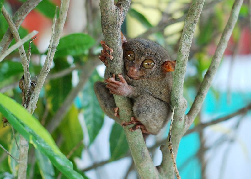 Tarsier