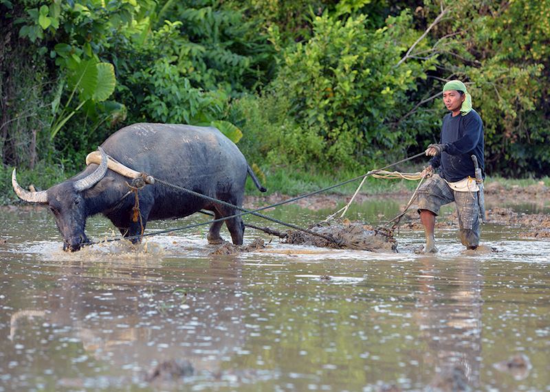 Ploughing with water buffalo, Banaue