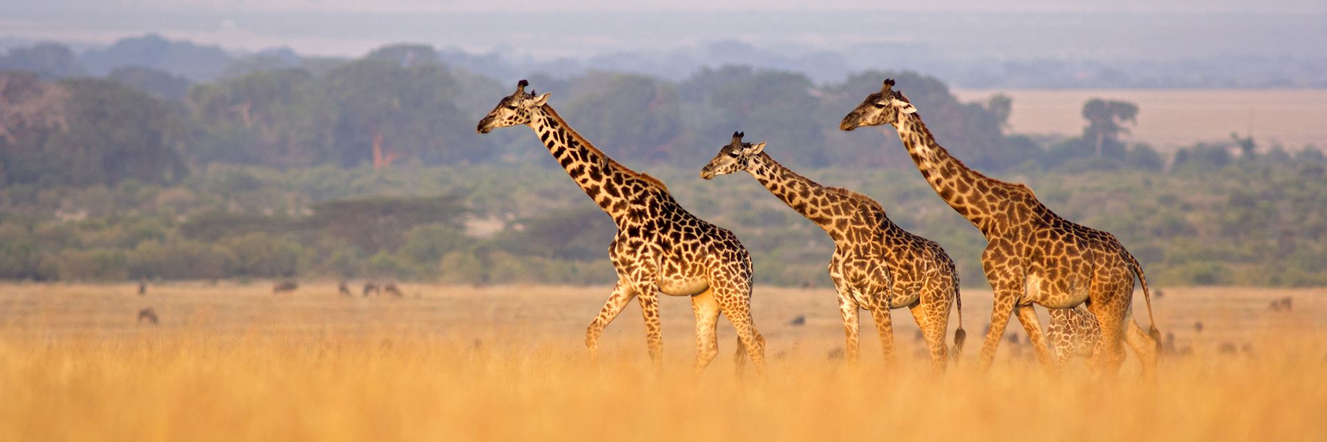 Giraffe in savannah