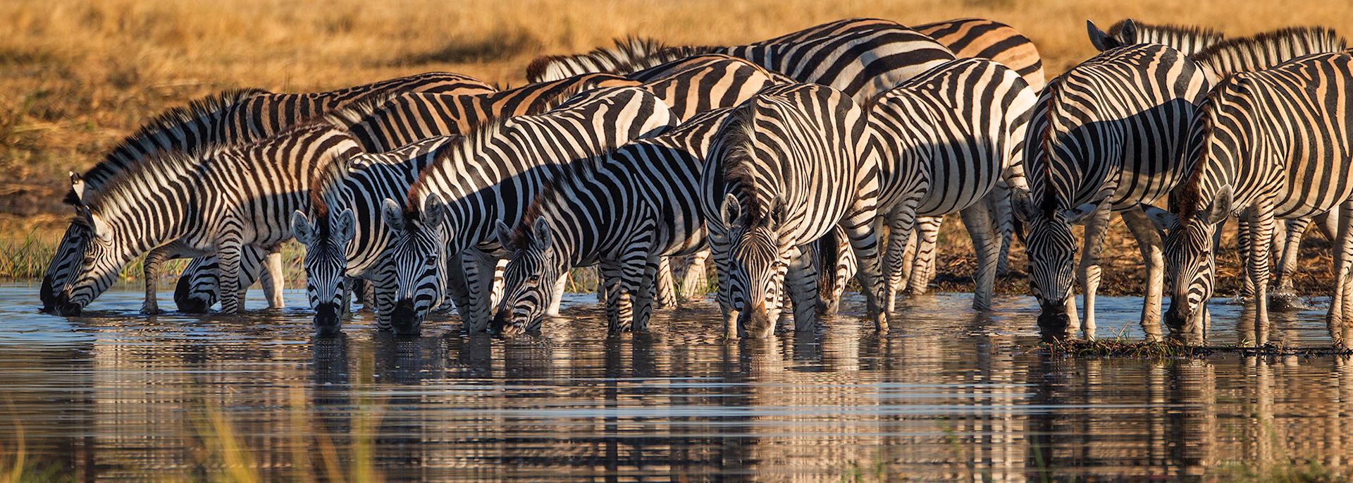 Zebra, Boswana