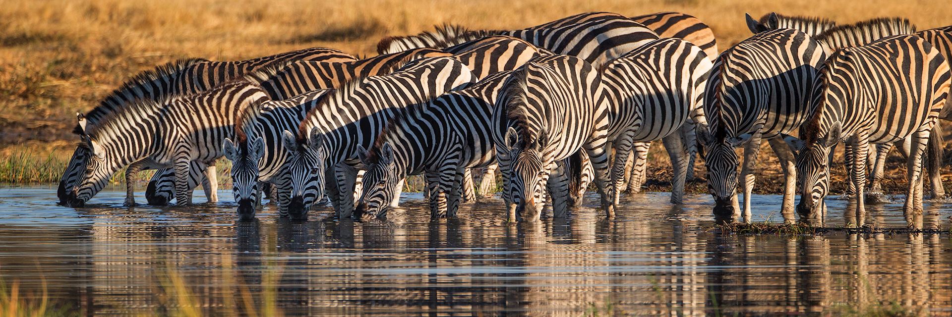 Zebra, Boswana