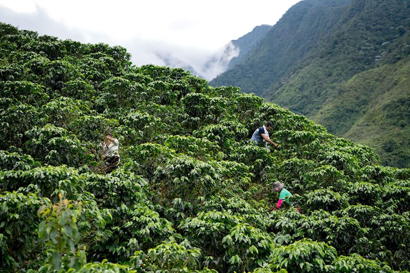 Coffee picking in Colombia