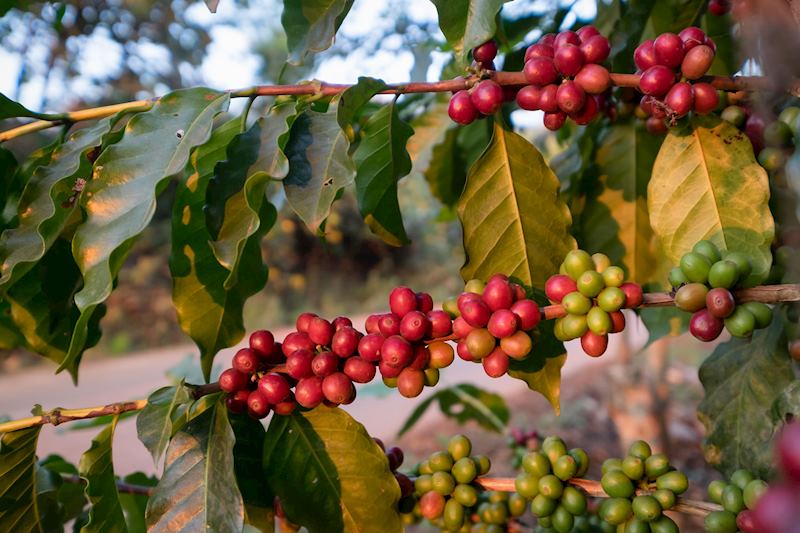 Red coffee fruit (or cherry), Doi Chang