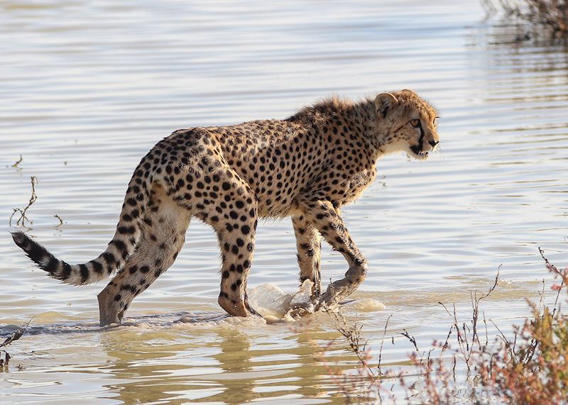 Cheetah, Namibia