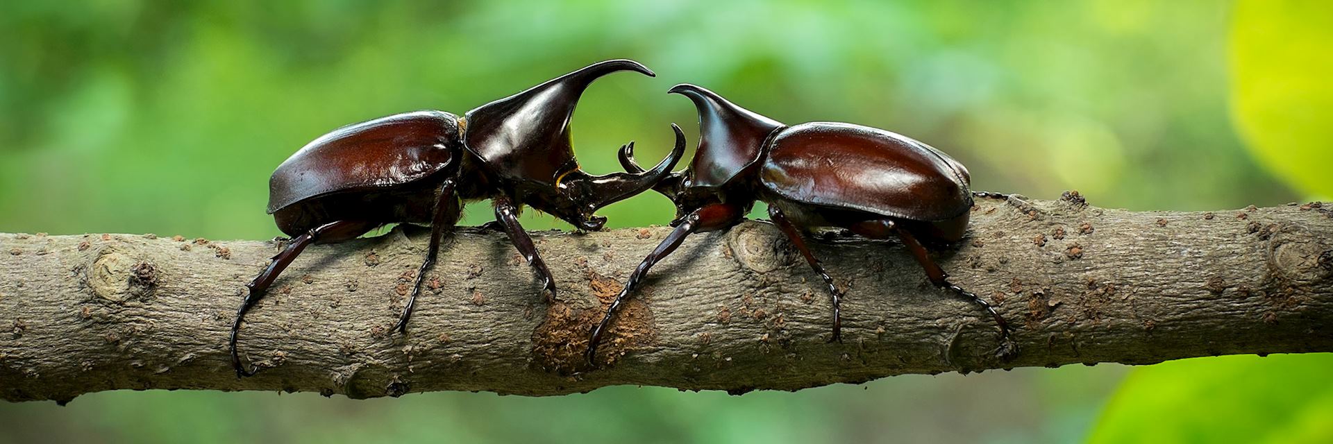 Rhinoceros beetles