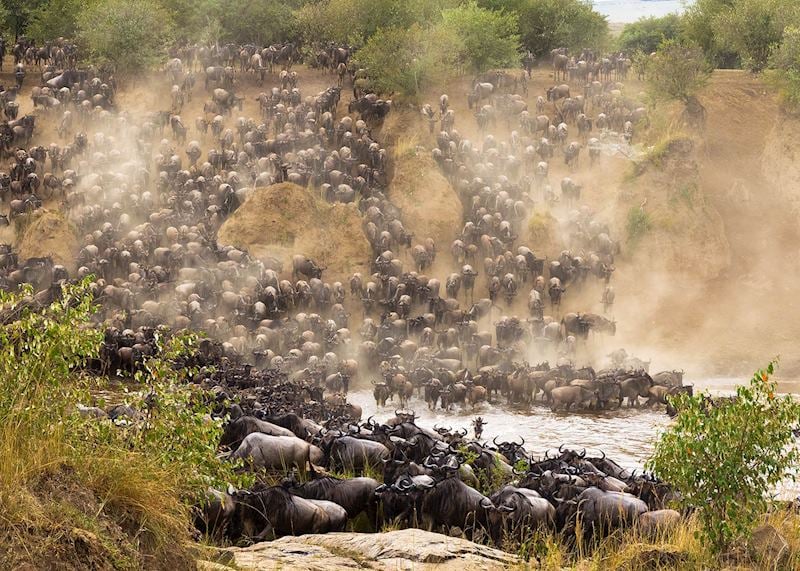 Herd of wildebeest on the Great Migration
