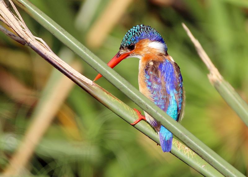 Malachite kingfisher, Botswana