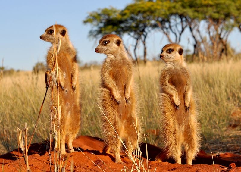 Meerkats, South Africa