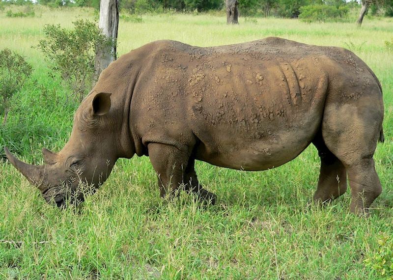 Rhino, South Africa