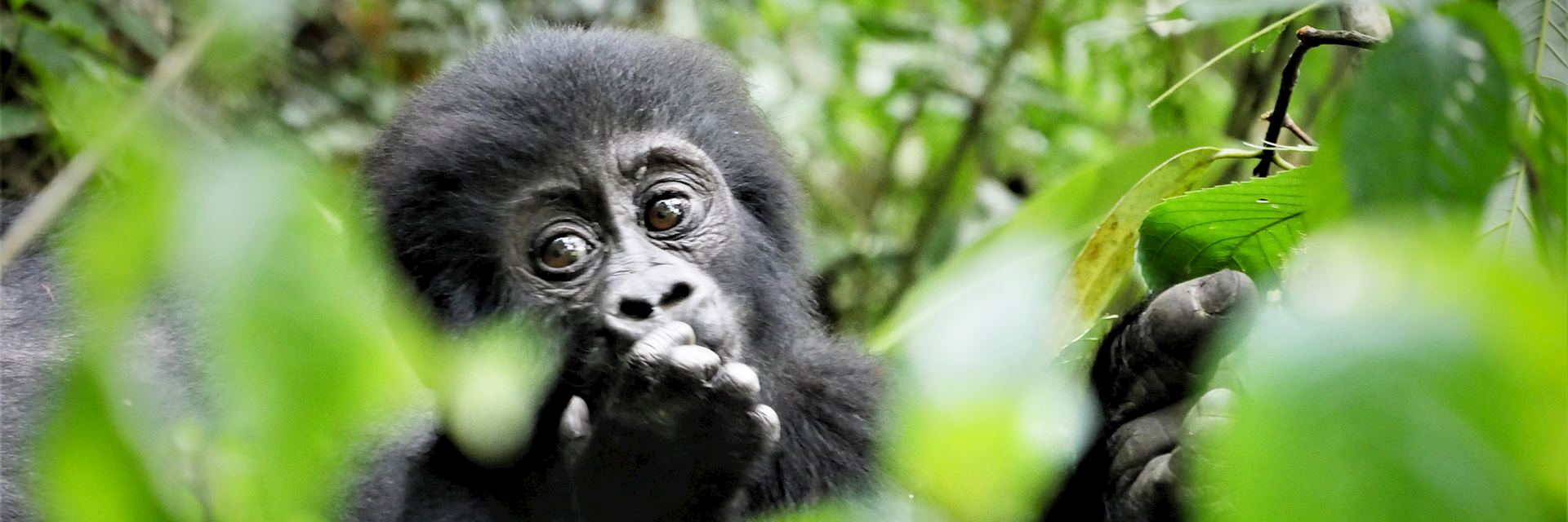 Young gorilla — © Rebecca Harvey 