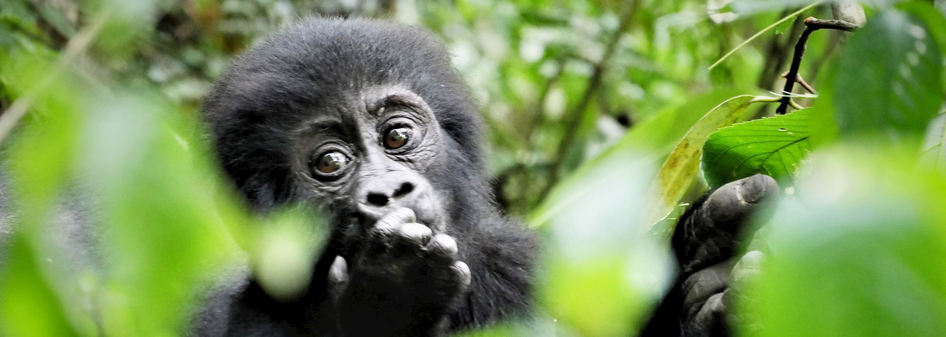 Young gorilla — © Rebecca Harvey 