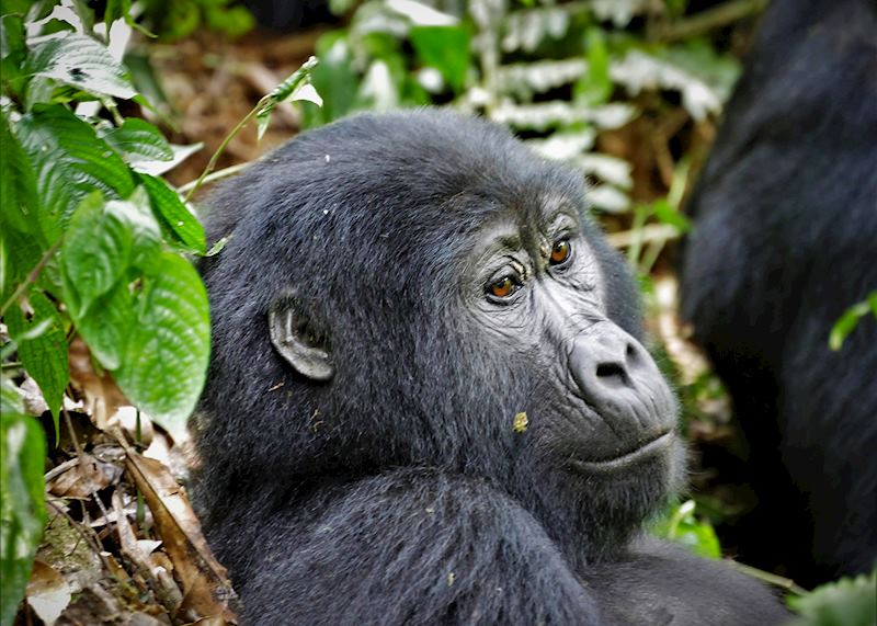 Resting gorilla — © Rebecca Harvey