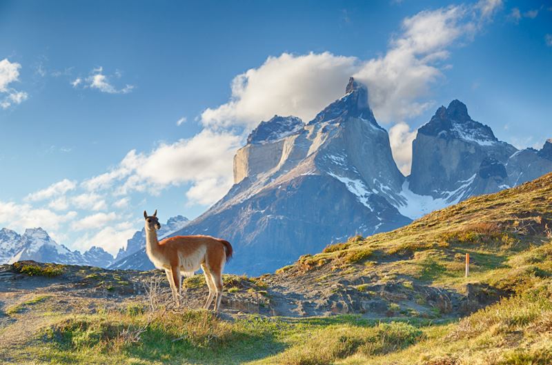 Guanaco, Chilean Patagonia
