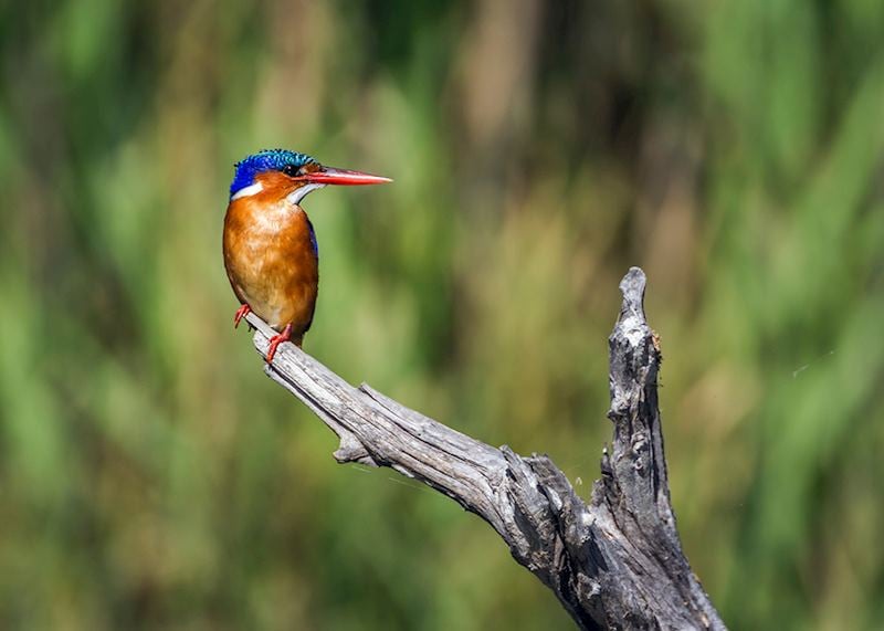 Malachite kingfisher