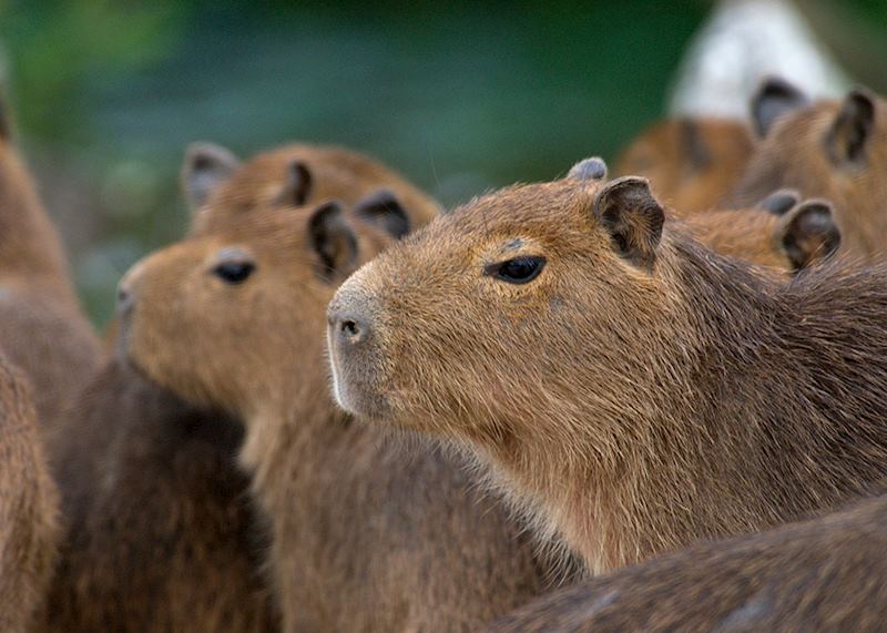 Capybara, the Iberá Wetlands