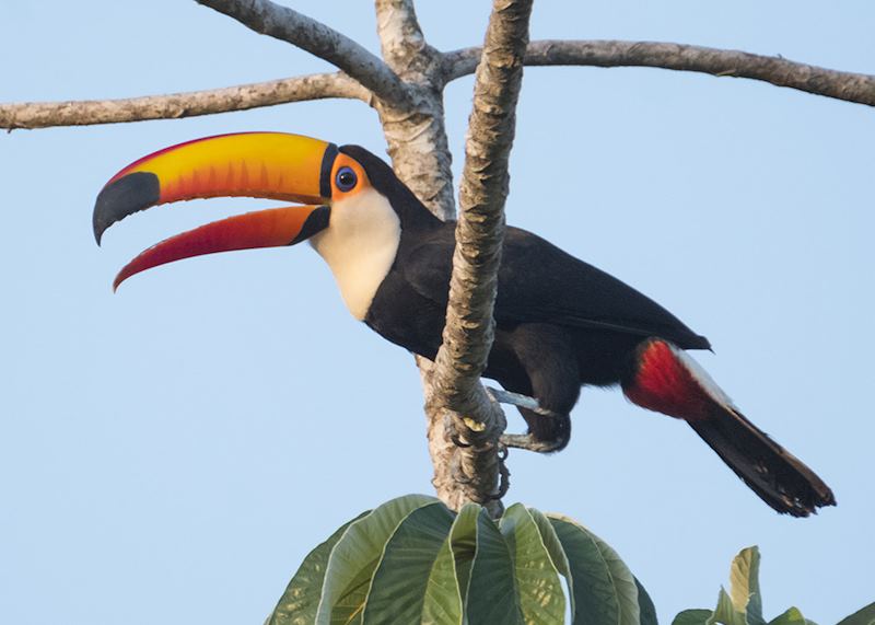 Toco toucan, Pantanal wetlands