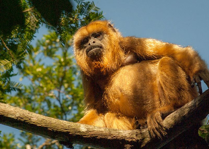 Howler monkey