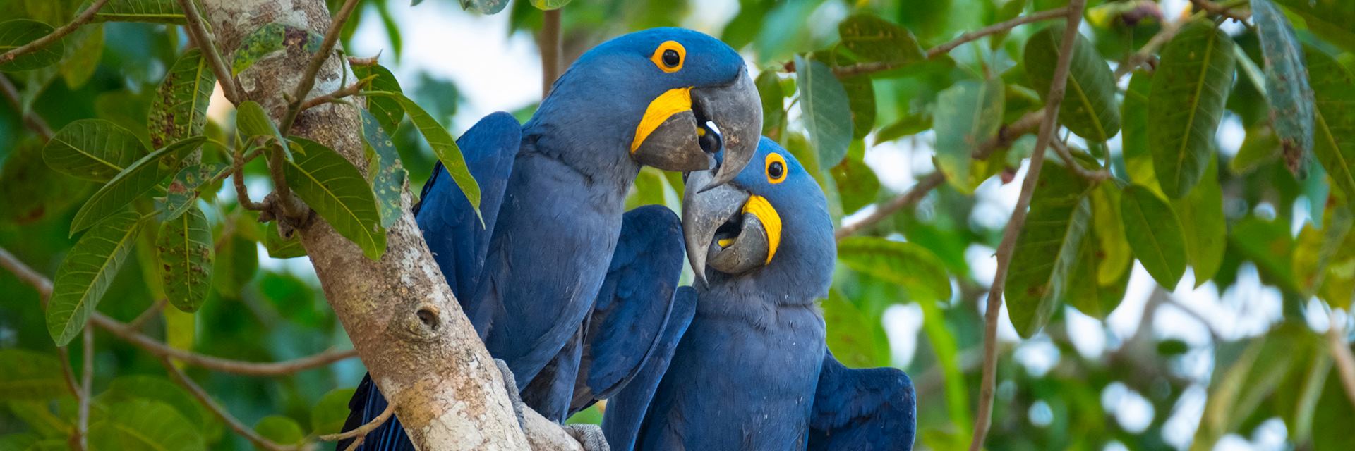 Hyacinth macaws, the Pantanal, Brazil