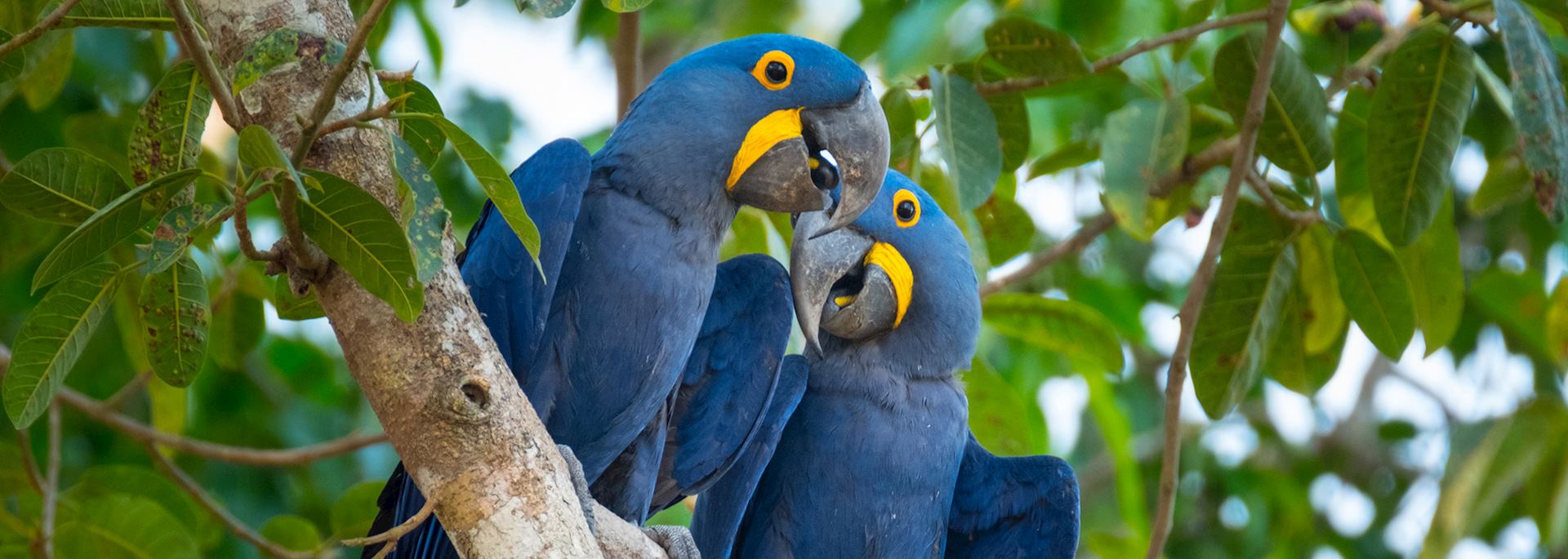Hyacinth macaws, the Pantanal, Brazil