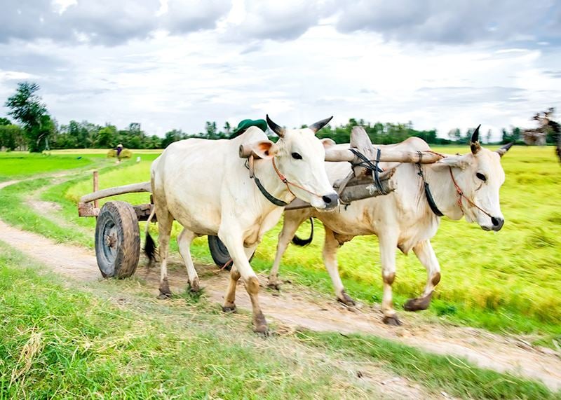 Ox cart, Mekong Delta, Vietnam