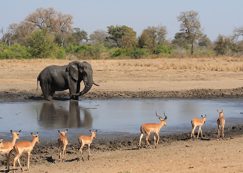 Elephant and impala