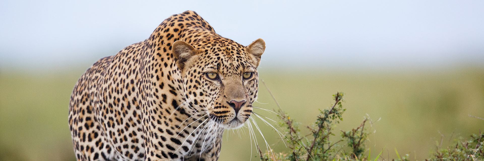 Leopard, Masai Mara National Reserve, Kenya