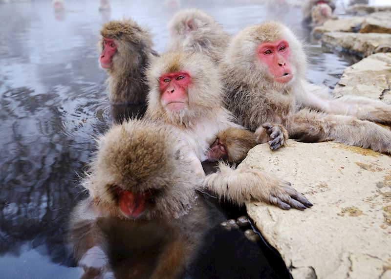 Snow monkeys