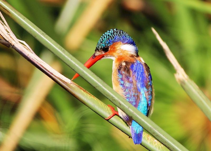 Malachite kingfisher
