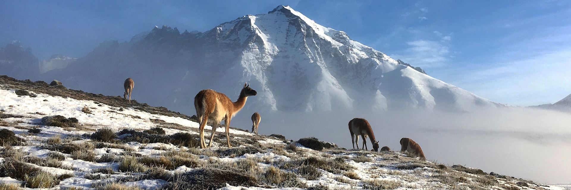 Guanaco, Torres del Paine National Park