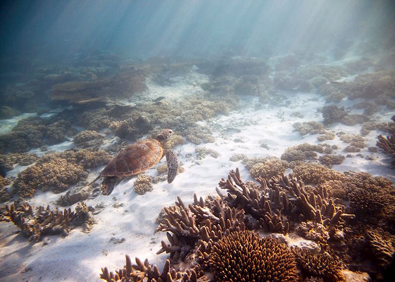 Turtle, Ningaloo Reef