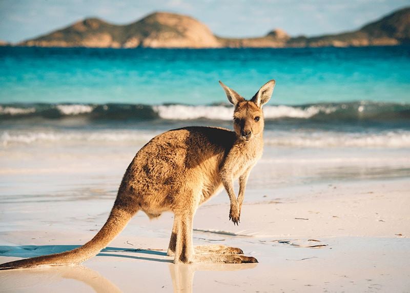 Kangaroo, Cape Range National Park