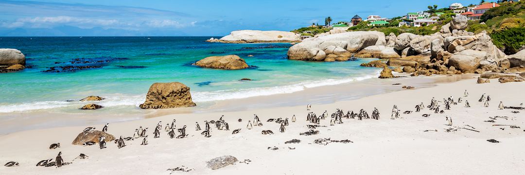 Boulders Beach, Cape Town, South Africa