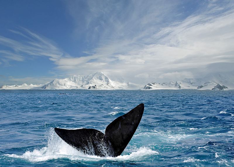 Whale in Antarctica