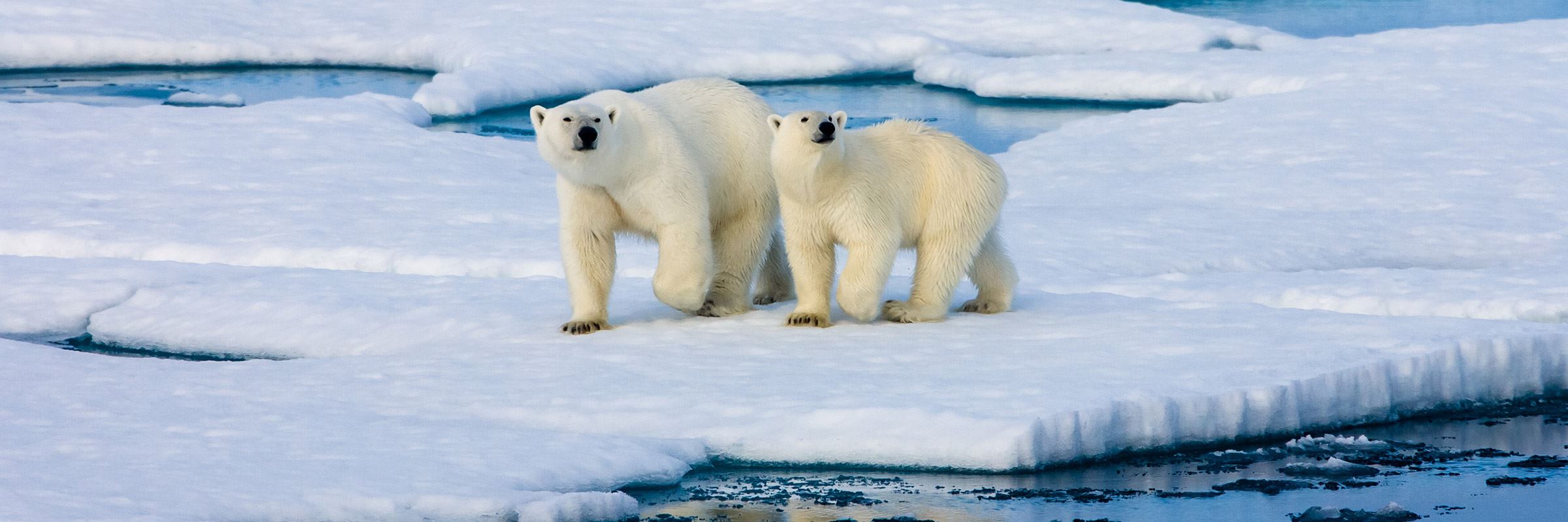 These Arctic Ice Molds Show Polar Bears and Penguins Walking On Glaciers