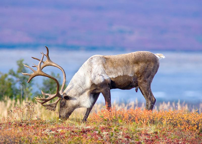 Caribou in the Arctic