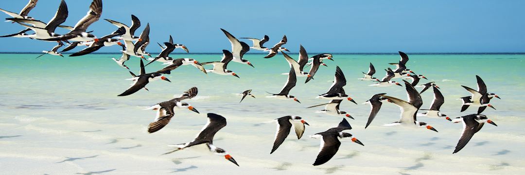 Wildlife on Holbox Island, Mexico