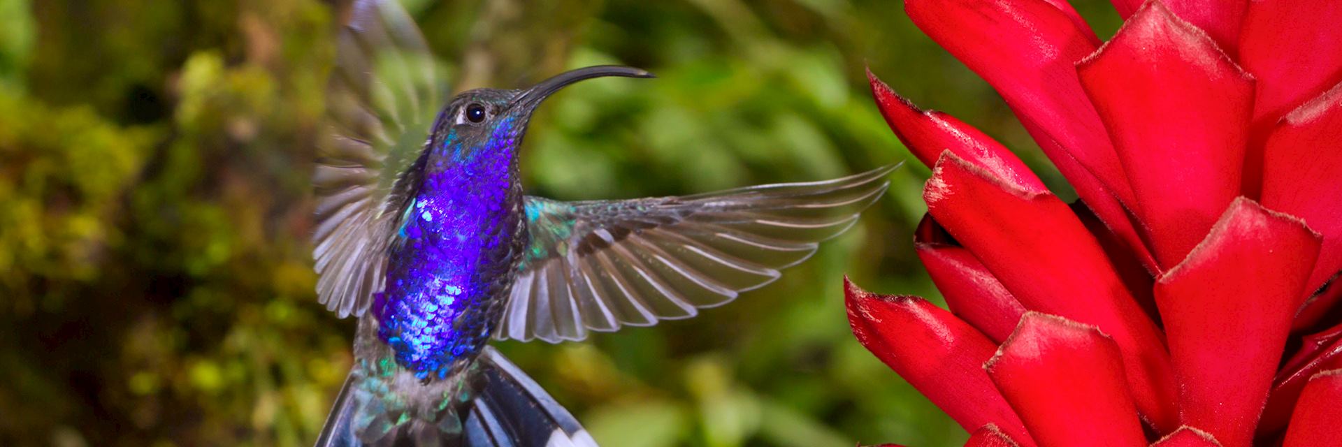 Hummingbird, Costa Rica