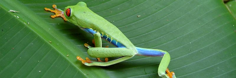 Red-eyed tree frog