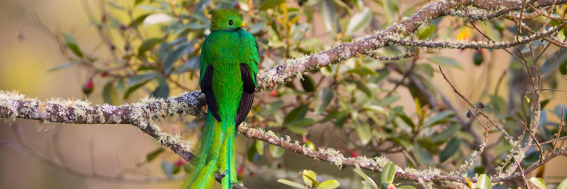 Resplendent quetzal