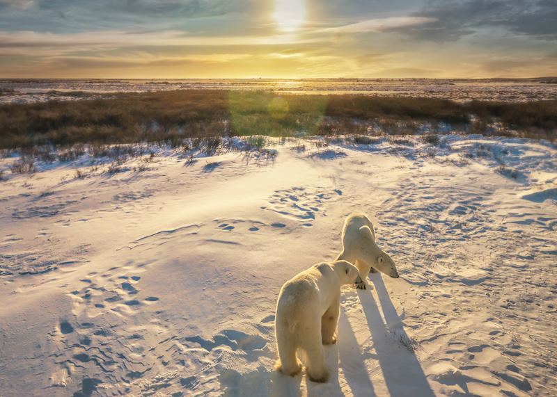 Polar bears in Churchill, Canada