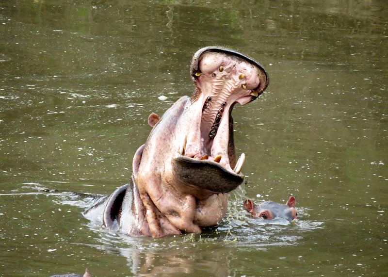 Selous Game Reserve, Tanzania